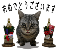 Basset hound 11(dog) sticker #13869929