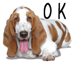 Basset hound 11(dog) sticker #13869930