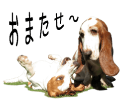 Basset hound 11(dog) sticker #13869932