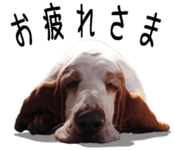Basset hound 11(dog) sticker #13869933