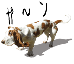 Basset hound 11(dog) sticker #13869934