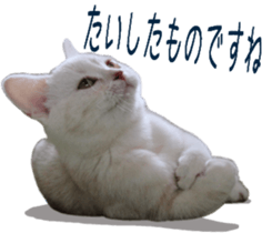 Basset hound 11(dog) sticker #13869943