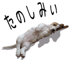 Basset hound 11(dog) sticker #13869944