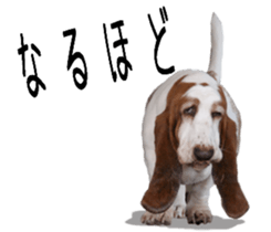 Basset hound 11(dog) sticker #13869947