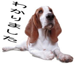 Basset hound 11(dog) sticker #13869952