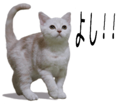 Basset hound 11(dog) sticker #13869954