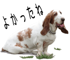 Basset hound 11(dog) sticker #13869955