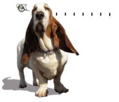 Basset hound 11(dog) sticker #13869957