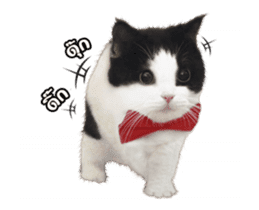 They Call Me Meaow (Duk Dik) sticker #13871534