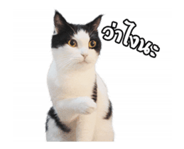 They Call Me Meaow (Duk Dik) sticker #13871535