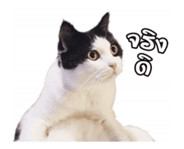 They Call Me Meaow (Duk Dik) sticker #13871536