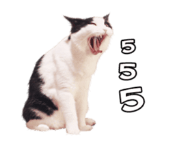 They Call Me Meaow (Duk Dik) sticker #13871537