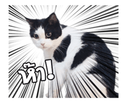 They Call Me Meaow (Duk Dik) sticker #13871538