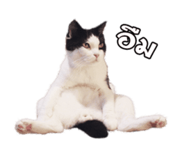 They Call Me Meaow (Duk Dik) sticker #13871539