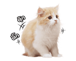 They Call Me Meaow (Duk Dik) sticker #13871540