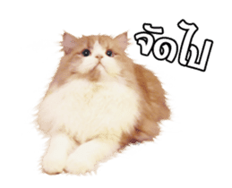 They Call Me Meaow (Duk Dik) sticker #13871541