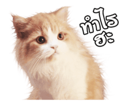 They Call Me Meaow (Duk Dik) sticker #13871542