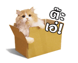 They Call Me Meaow (Duk Dik) sticker #13871543