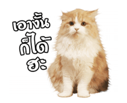They Call Me Meaow (Duk Dik) sticker #13871544