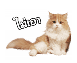 They Call Me Meaow (Duk Dik) sticker #13871545