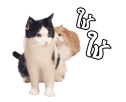 They Call Me Meaow (Duk Dik) sticker #13871546