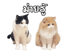 They Call Me Meaow (Duk Dik) sticker #13871547