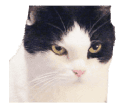 They Call Me Meaow (Duk Dik) sticker #13871548