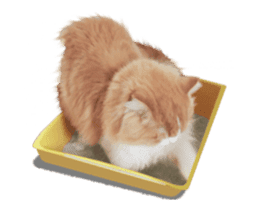 They Call Me Meaow (Duk Dik) sticker #13871549