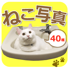 There are a lot of cats.