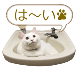 There are a lot of cats. sticker #13872614