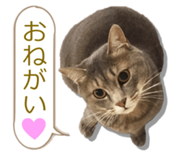 There are a lot of cats. sticker #13872615