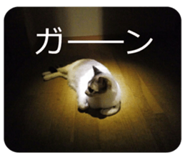 There are a lot of cats. sticker #13872616