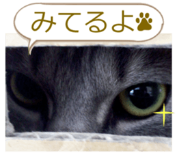 There are a lot of cats. sticker #13872617