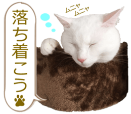 There are a lot of cats. sticker #13872620