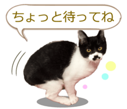 There are a lot of cats. sticker #13872621