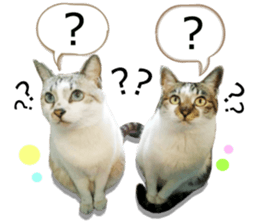 There are a lot of cats. sticker #13872622