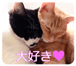 There are a lot of cats. sticker #13872623