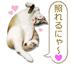 There are a lot of cats. sticker #13872624