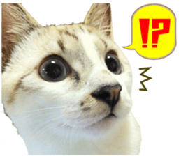 There are a lot of cats. sticker #13872626