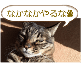 There are a lot of cats. sticker #13872627