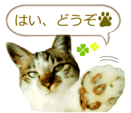 There are a lot of cats. sticker #13872629