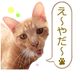 There are a lot of cats. sticker #13872630