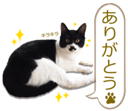 There are a lot of cats. sticker #13872632