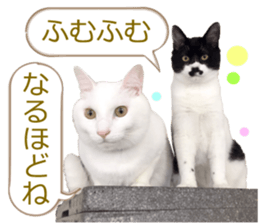 There are a lot of cats. sticker #13872634