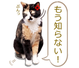 There are a lot of cats. sticker #13872635