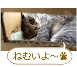 There are a lot of cats. sticker #13872636