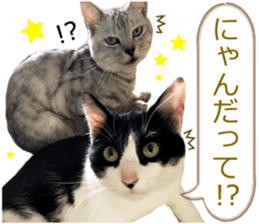 There are a lot of cats. sticker #13872637