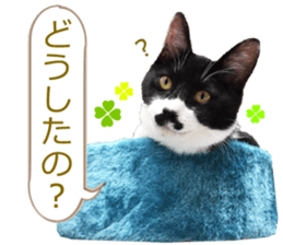 There are a lot of cats. sticker #13872638