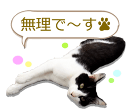 There are a lot of cats. sticker #13872639