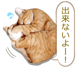 There are a lot of cats. sticker #13872640